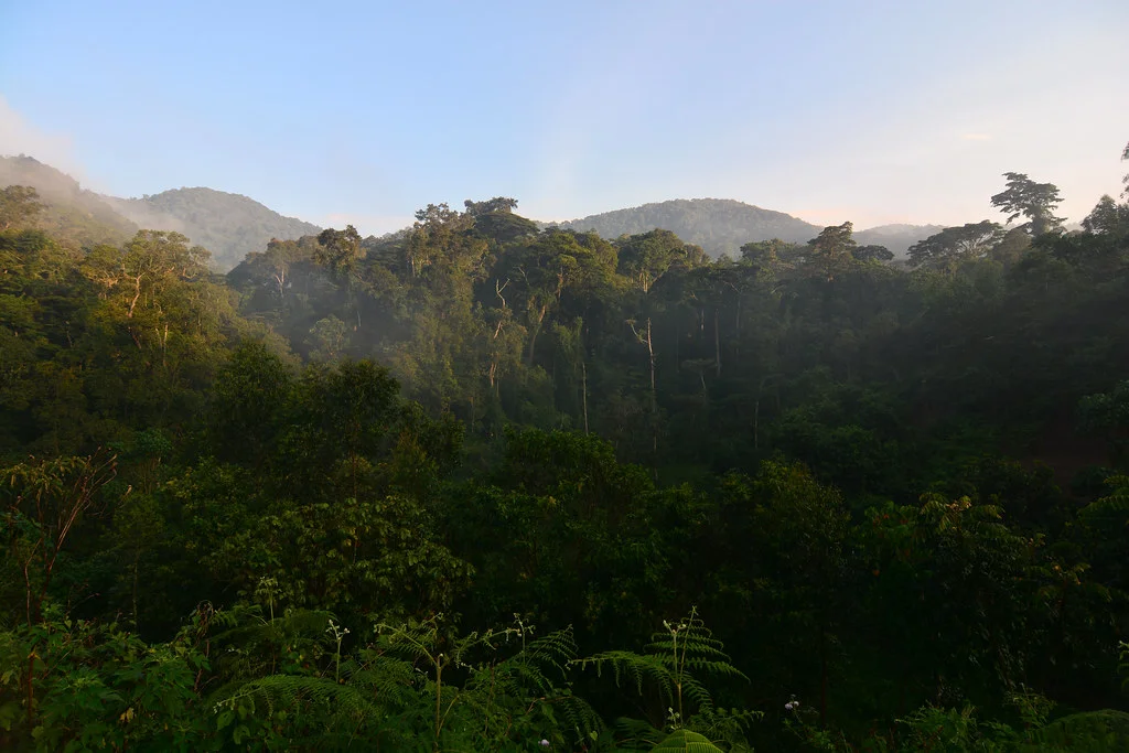 Forêt impénétrable de Bwindi, Ouganda