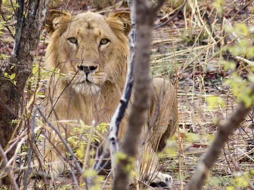 Parc national du W du Niger, Niger, Bénin, Burkina Faso