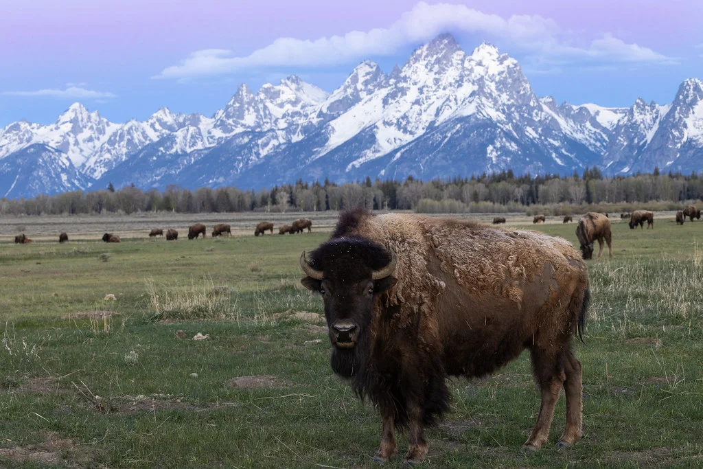 Elk Ranch Flats Turnout, États-Unis