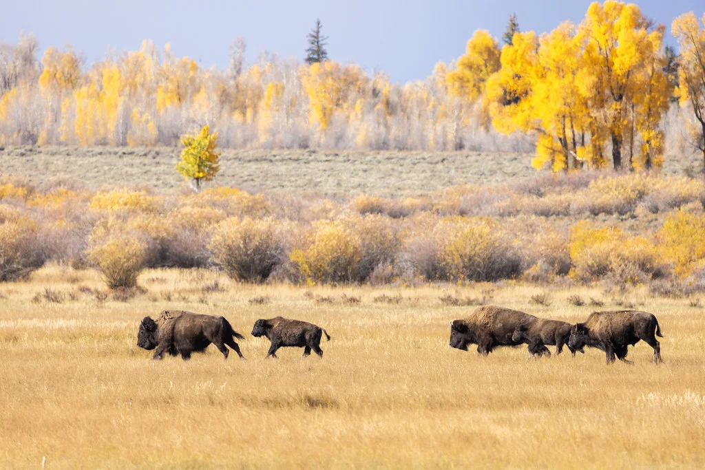 Elk Ranch Flats Turnout, États-Unis