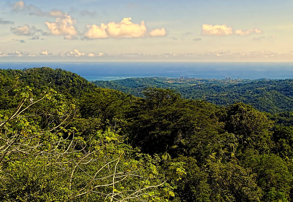 Forêt nationale d'El Yunque, Porto Rico