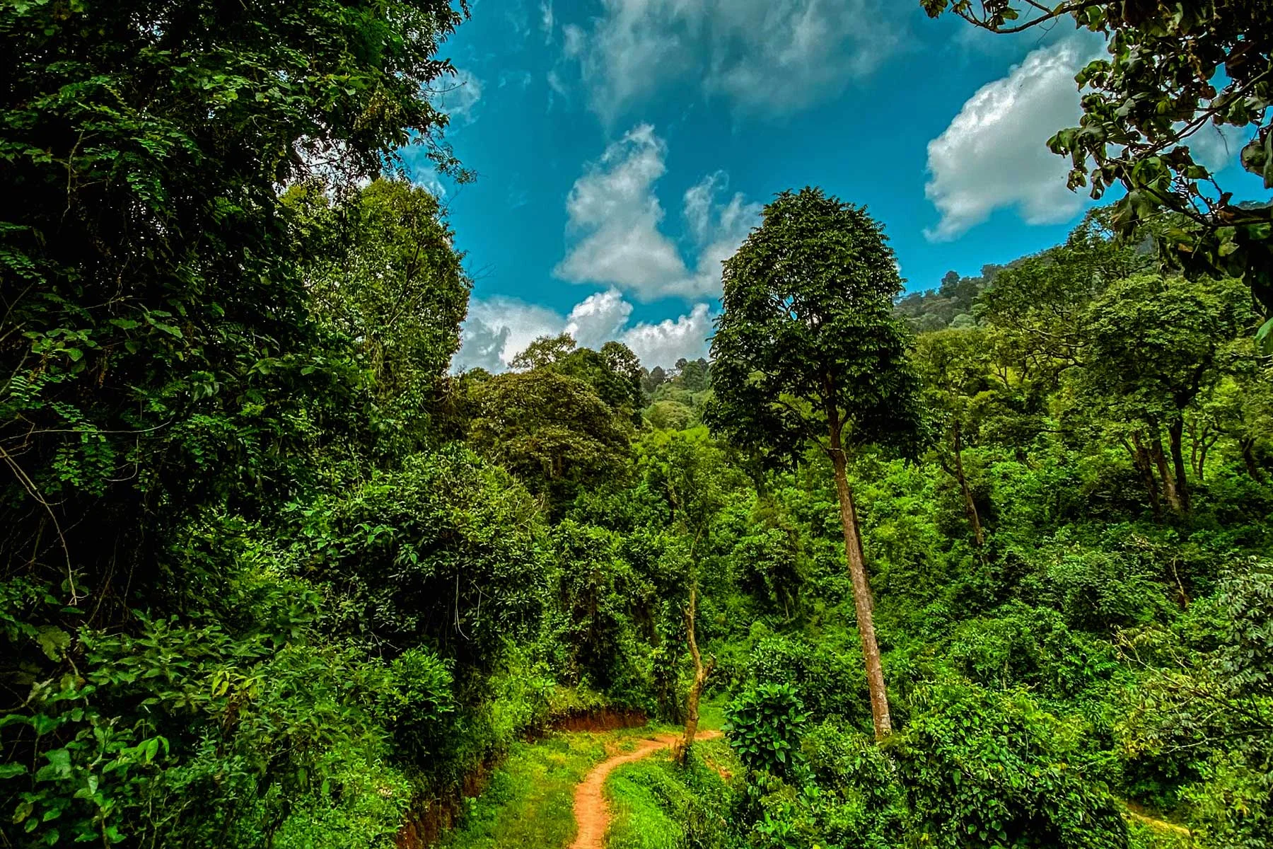 Parc national de Kibira, Burundi, Burundi, Burundi