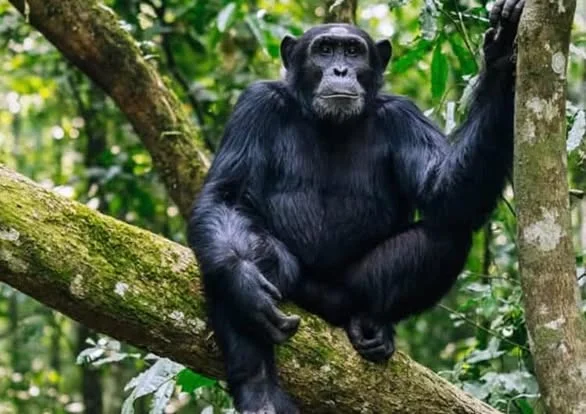 Parc national de Kibira, Burundi, Burundi, Burundi