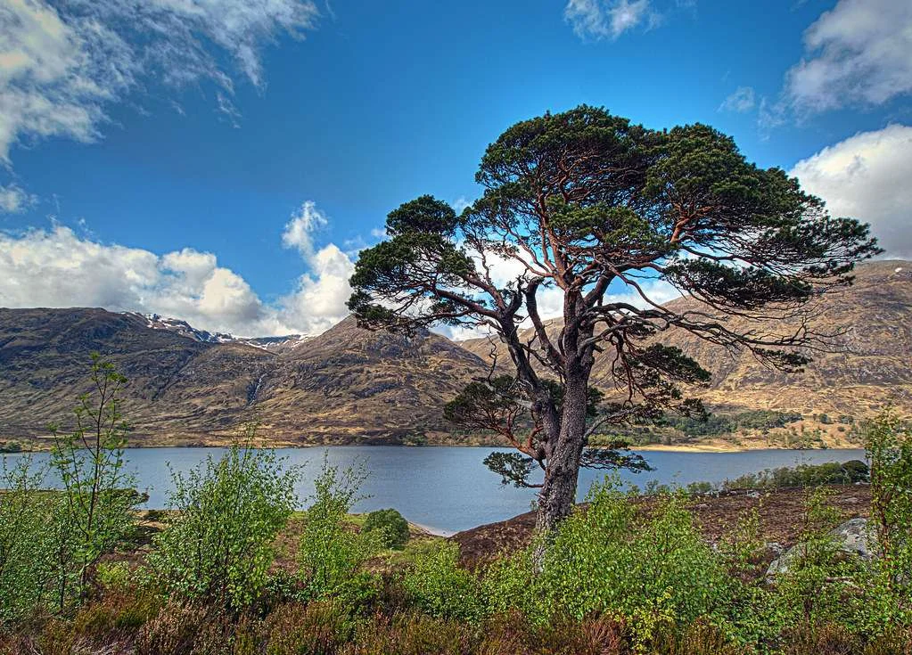 Loch Affric, Écosse