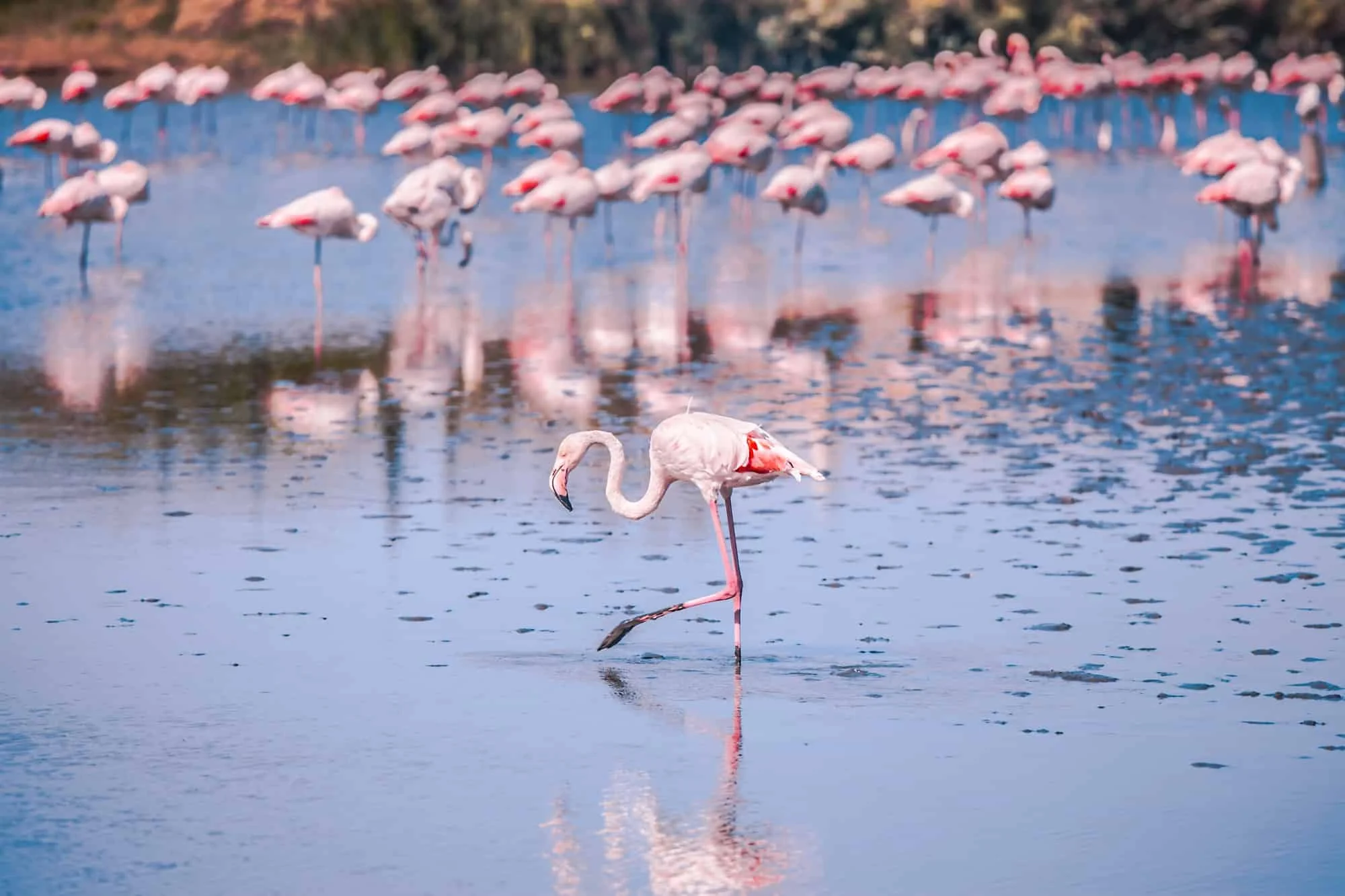 Parc naturel régional de Camargue, France