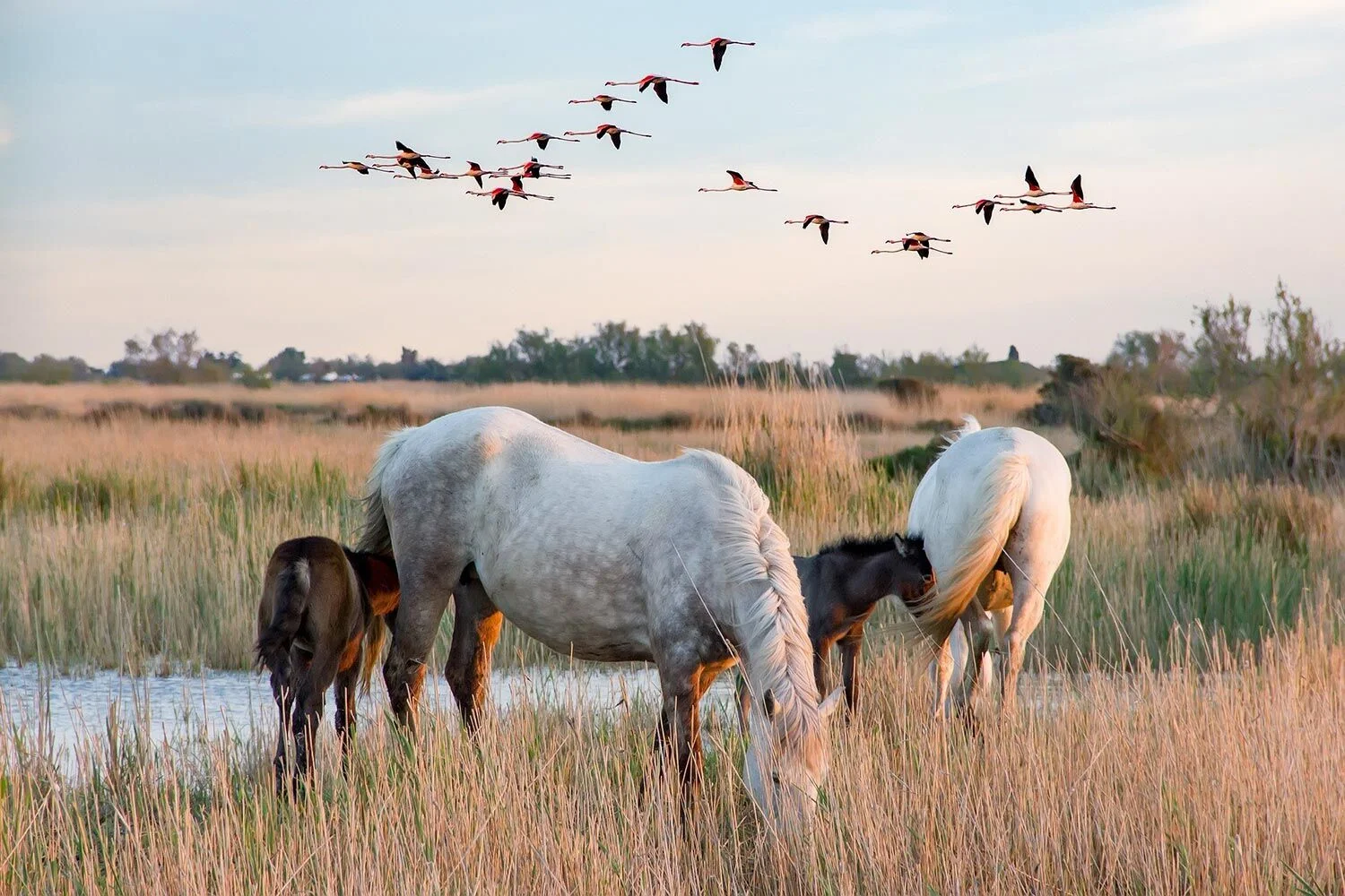 Parc naturel régional de Camargue, France