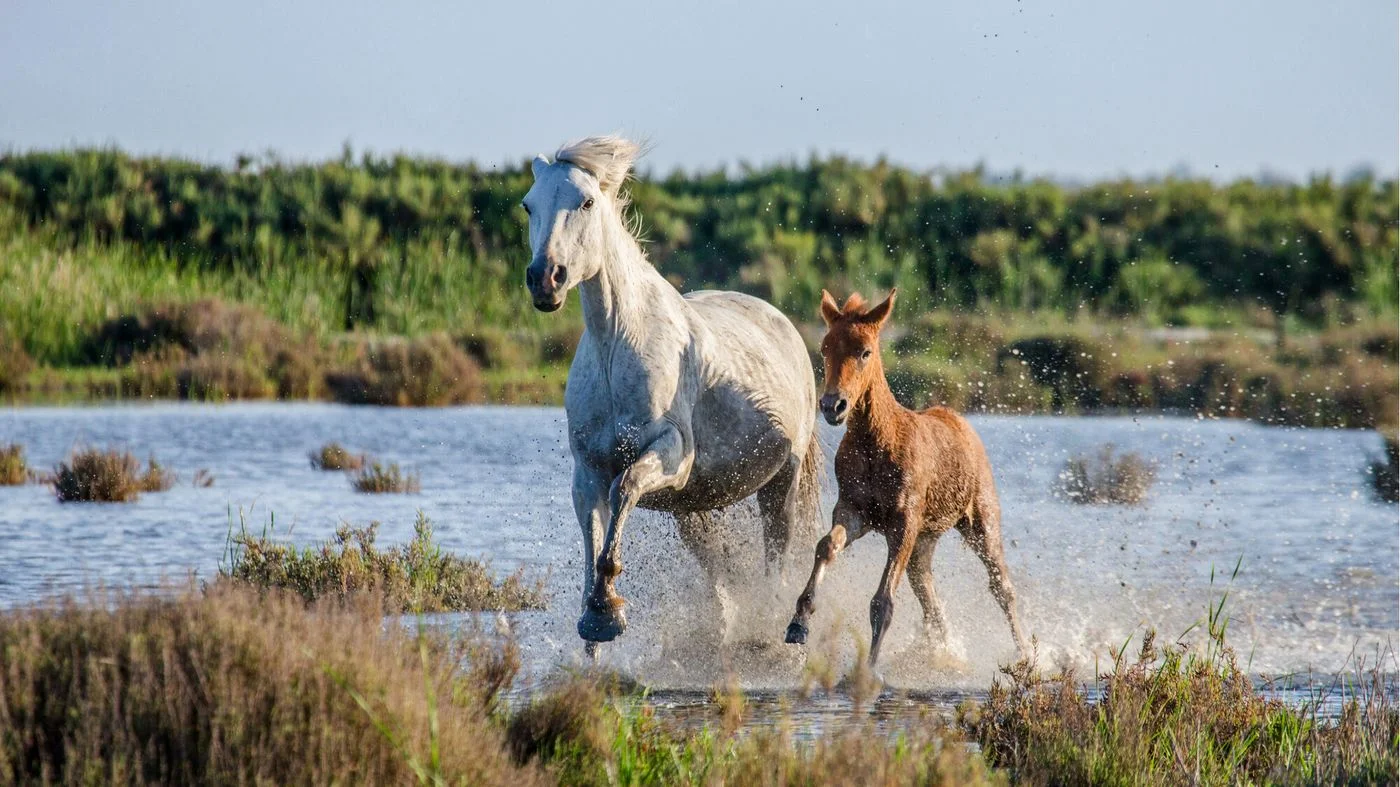 Parc naturel régional de Camargue, France