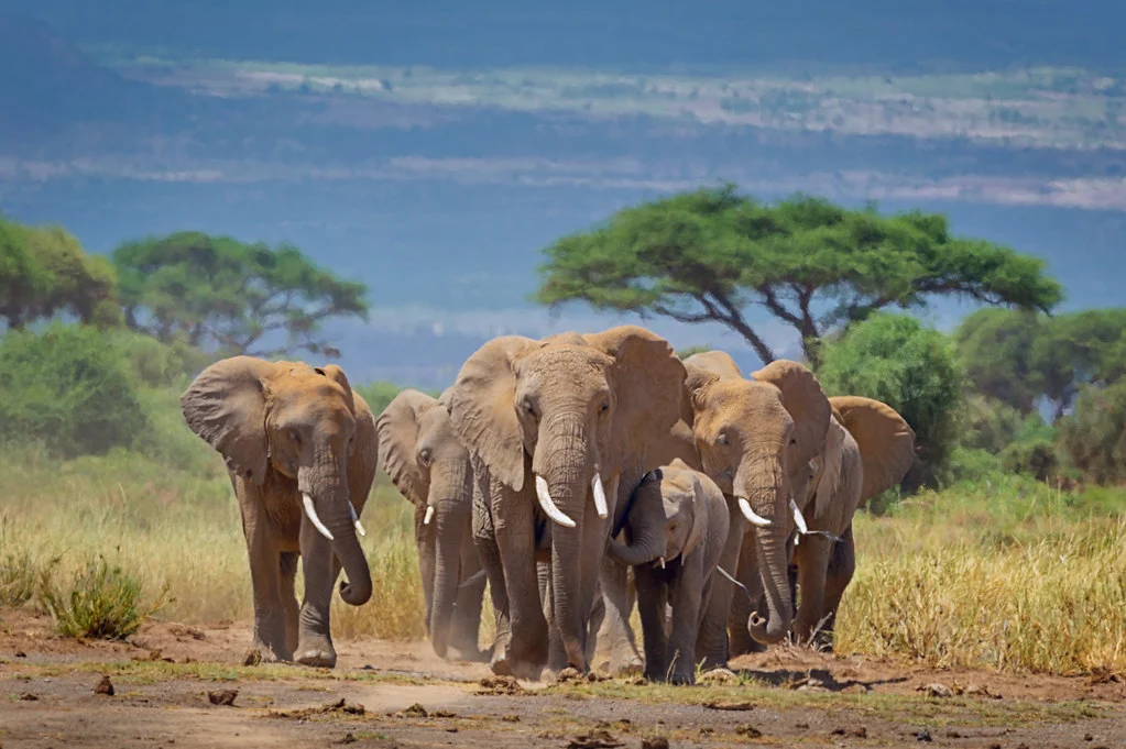 Parc national d'Amboseli, Kenya