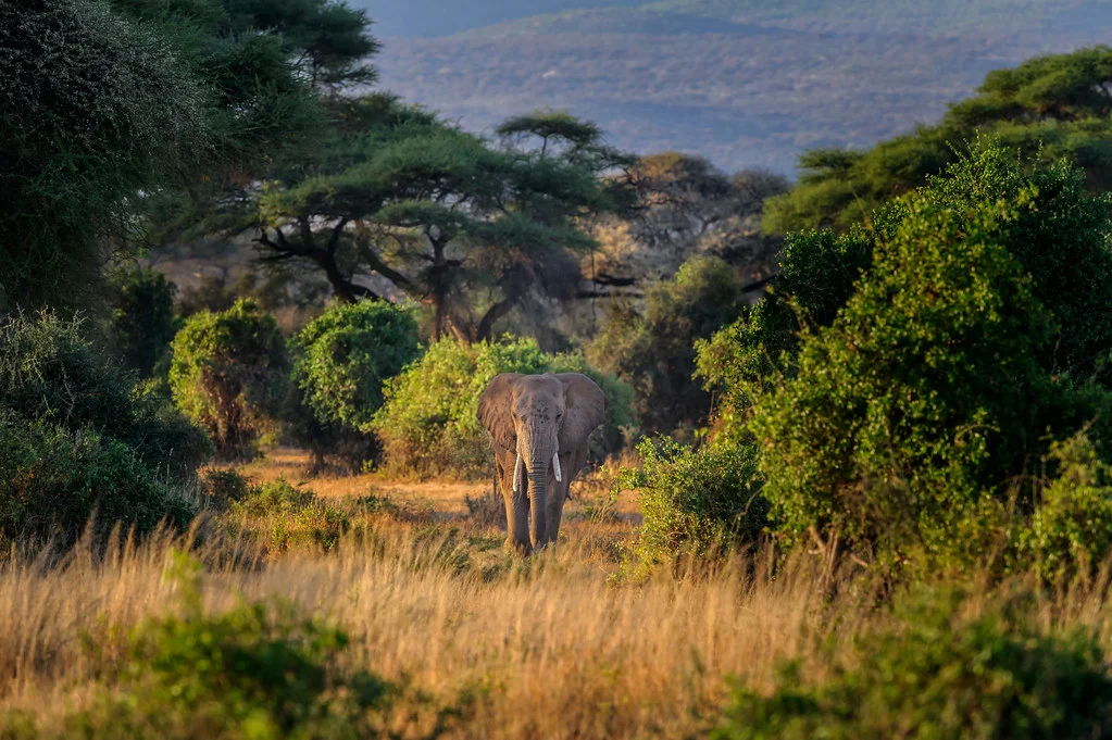Parc national d'Amboseli, Kenya