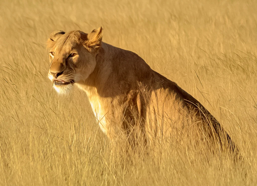 Parc national d'Amboseli, Kenya