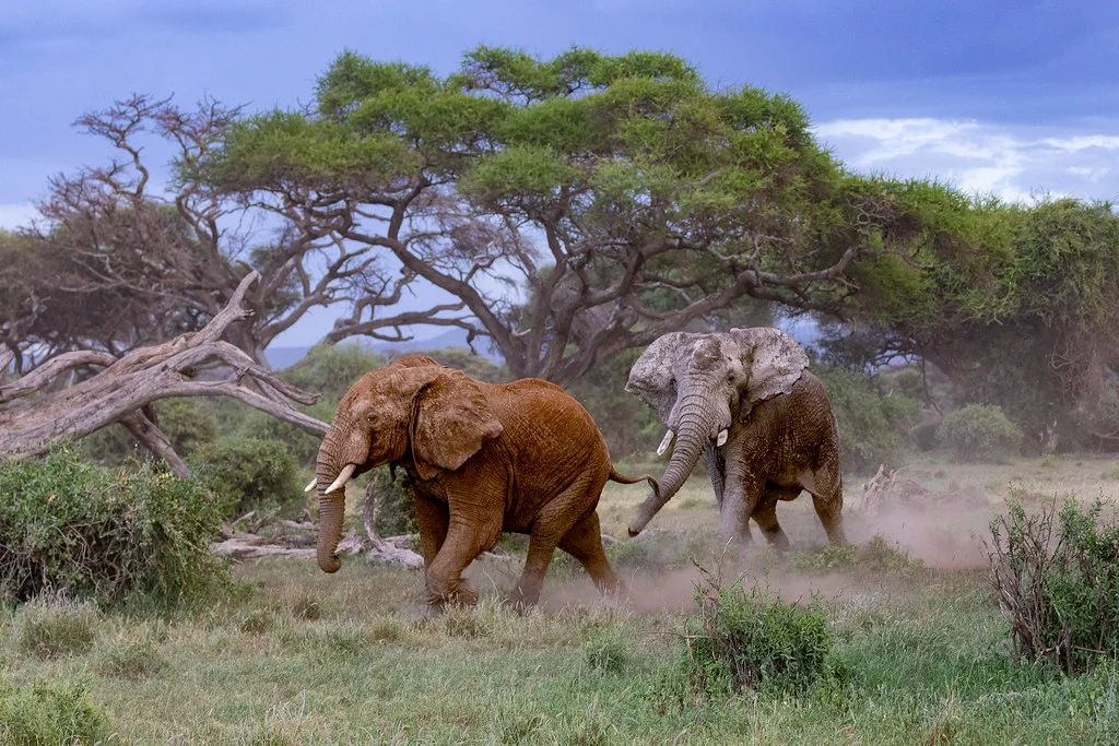 Parc national d'Amboseli, Kenya