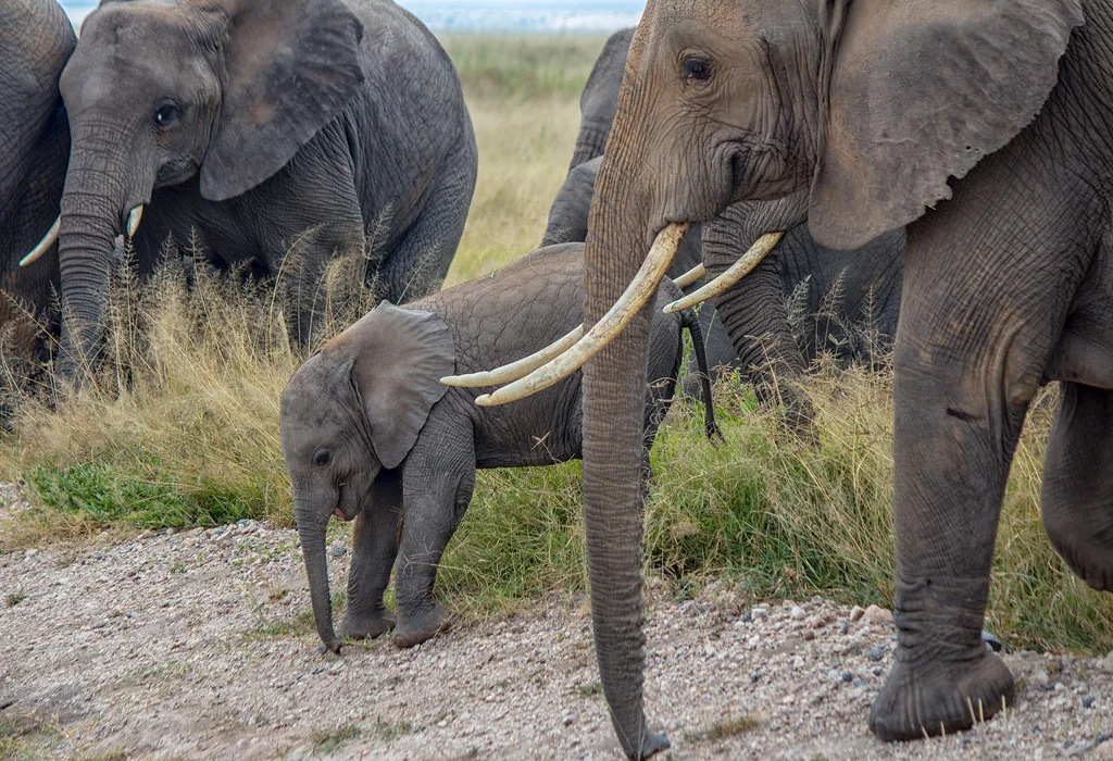 Parc national d'Amboseli, Kenya