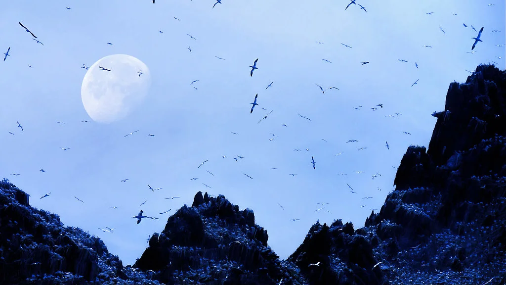 Little Skellig, Irlande