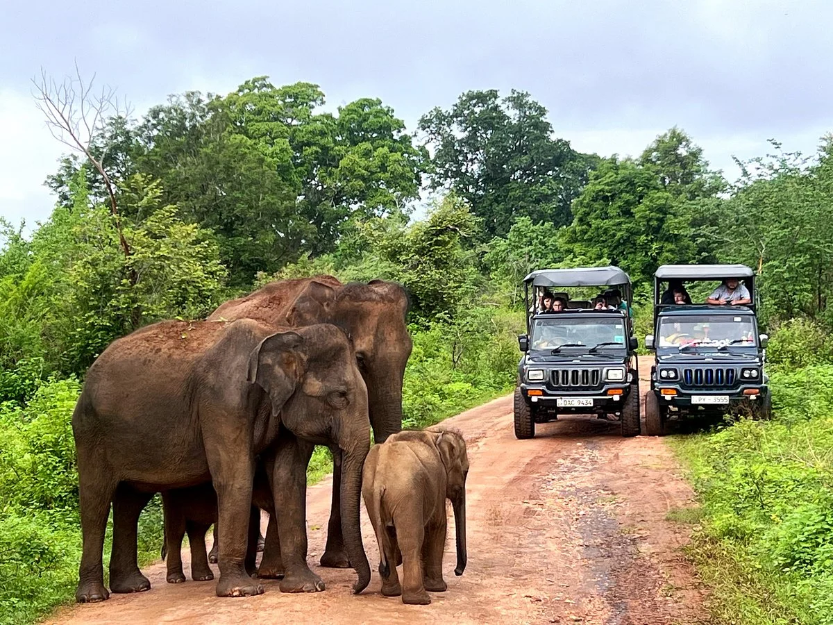 Parc national d'Uda Walawe, Sri Lanka, Sri Lanka