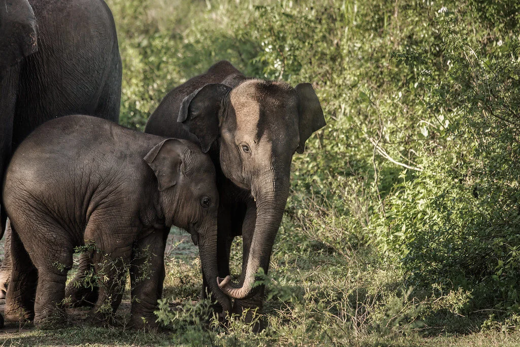Parc national d'Uda Walawe, Sri Lanka, Sri Lanka