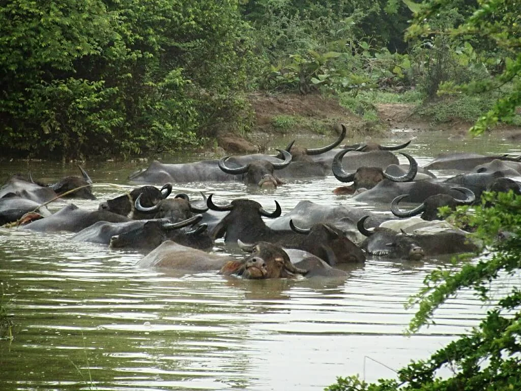Parc national d'Uda Walawe, Sri Lanka, Sri Lanka