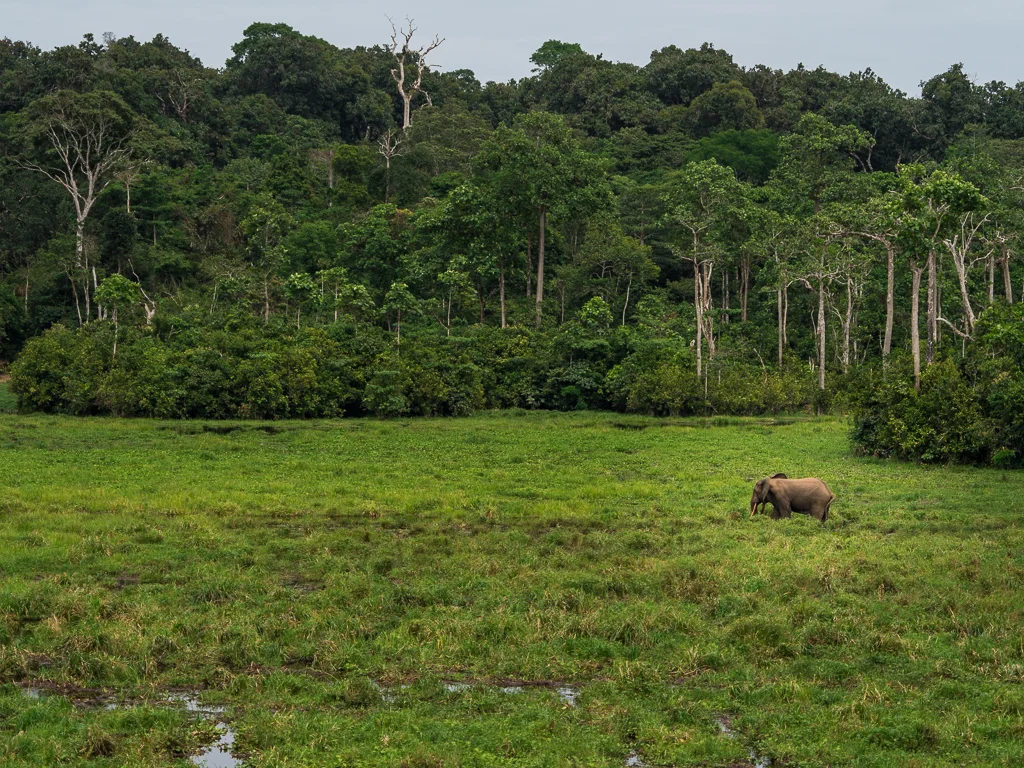 Mbeli Bai, République du Congo