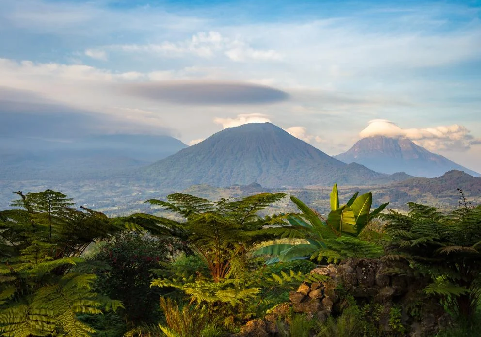 Parc national des volcans, Rwanda
