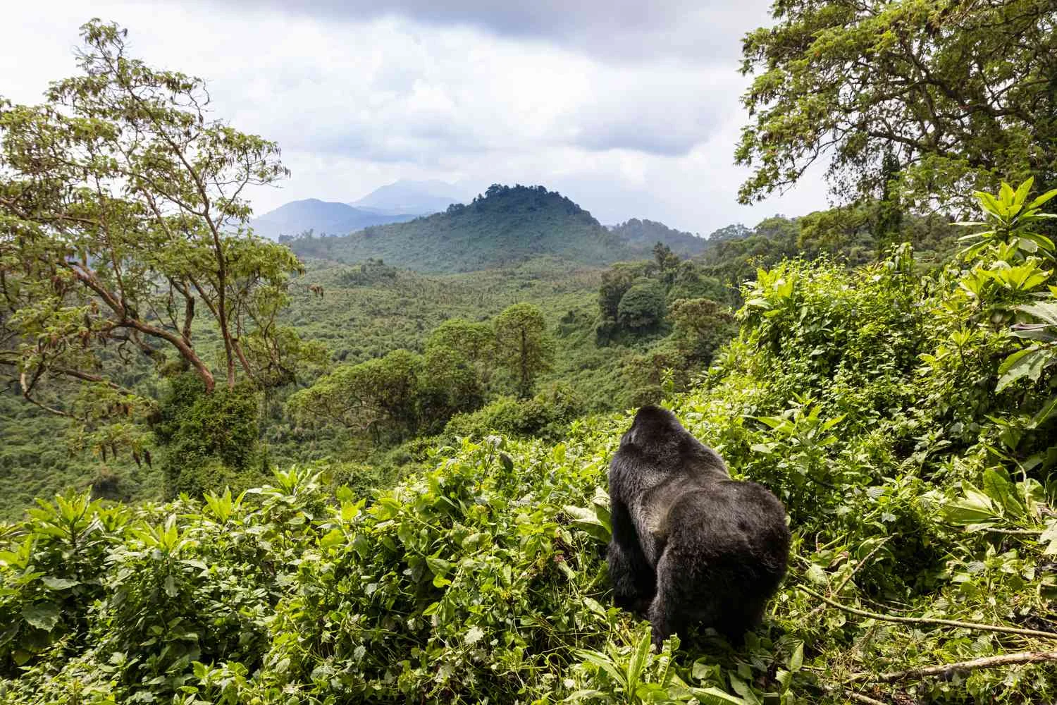 Parc national des volcans, Rwanda