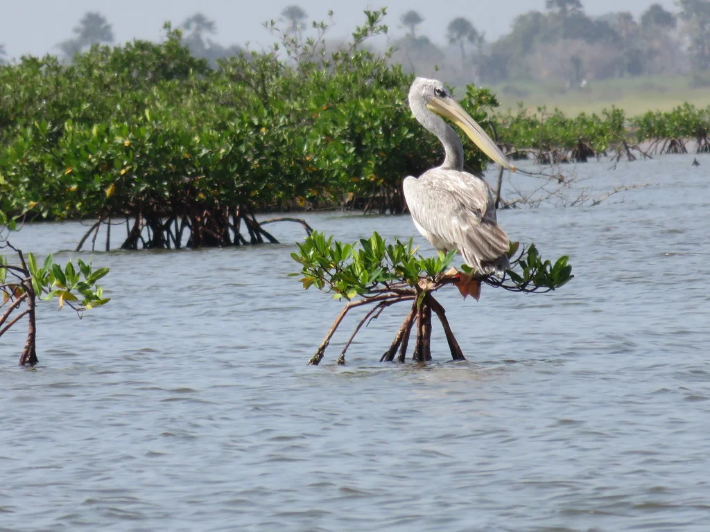 Parc national du delta du Saloum, Sénégal