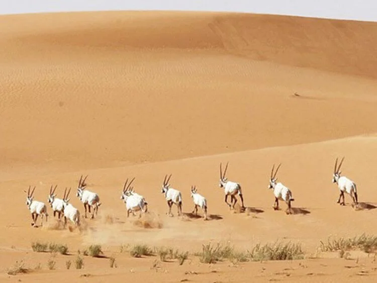 Uruq Bani Ma'arid, Arabie saoudite, Arabie saoudite