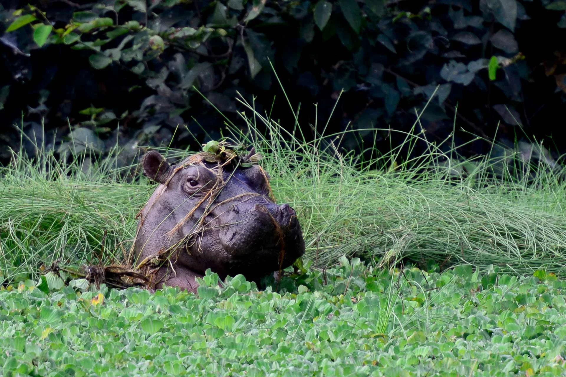 Parc National d'Orango, Guinée-Bissau