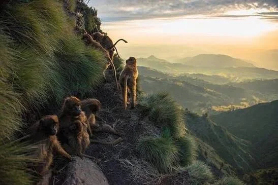 Parc national du Simien, Éthiopie