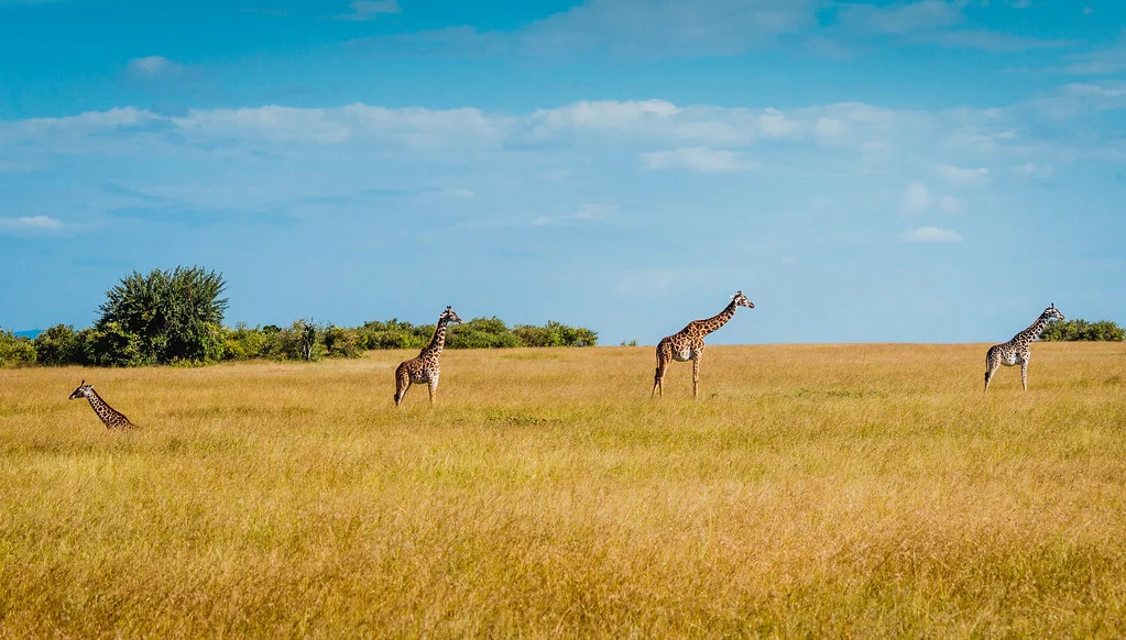 Réserve nationale du Masai Mara, Kenya