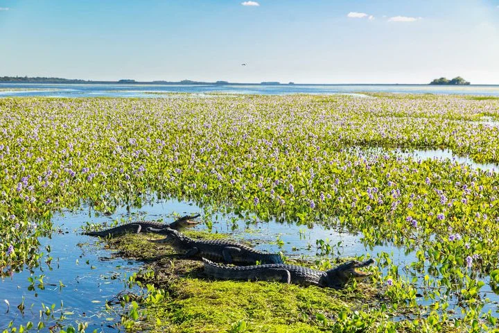 Esteros del Iberá, Argentine