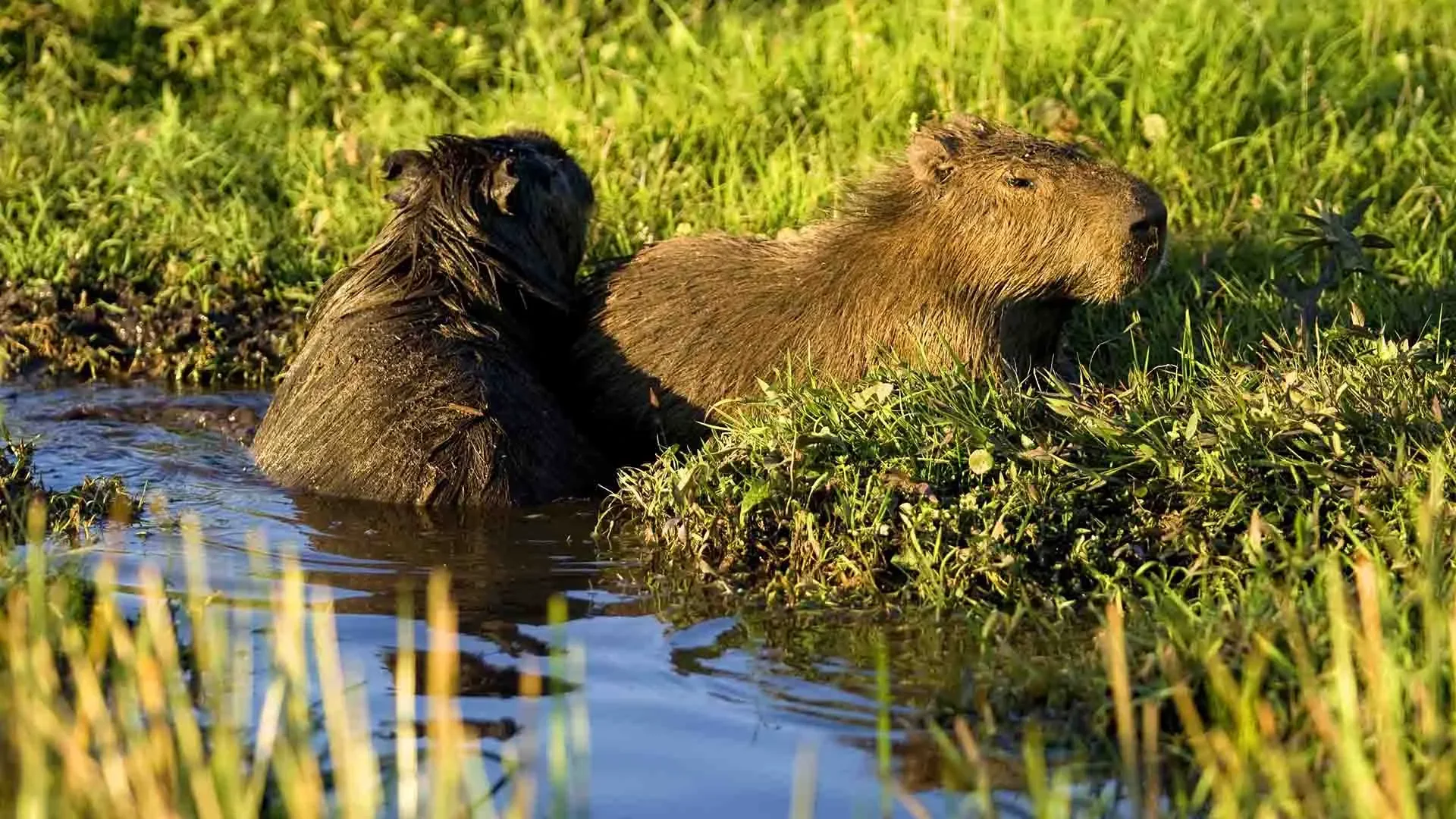 Esteros del Iberá, Argentine
