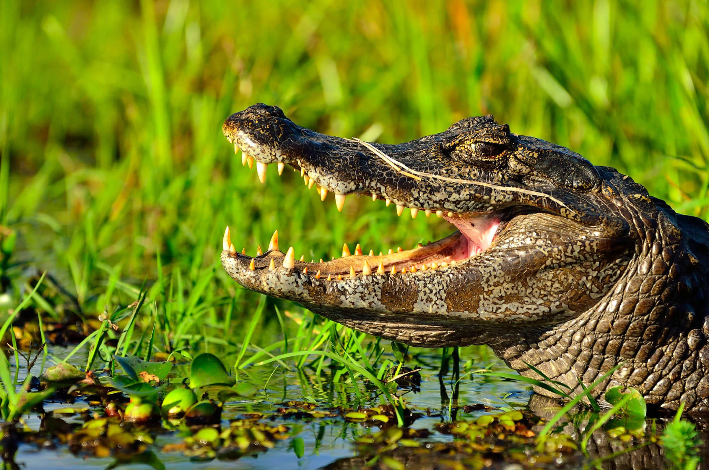 Esteros del Iberá, Argentine