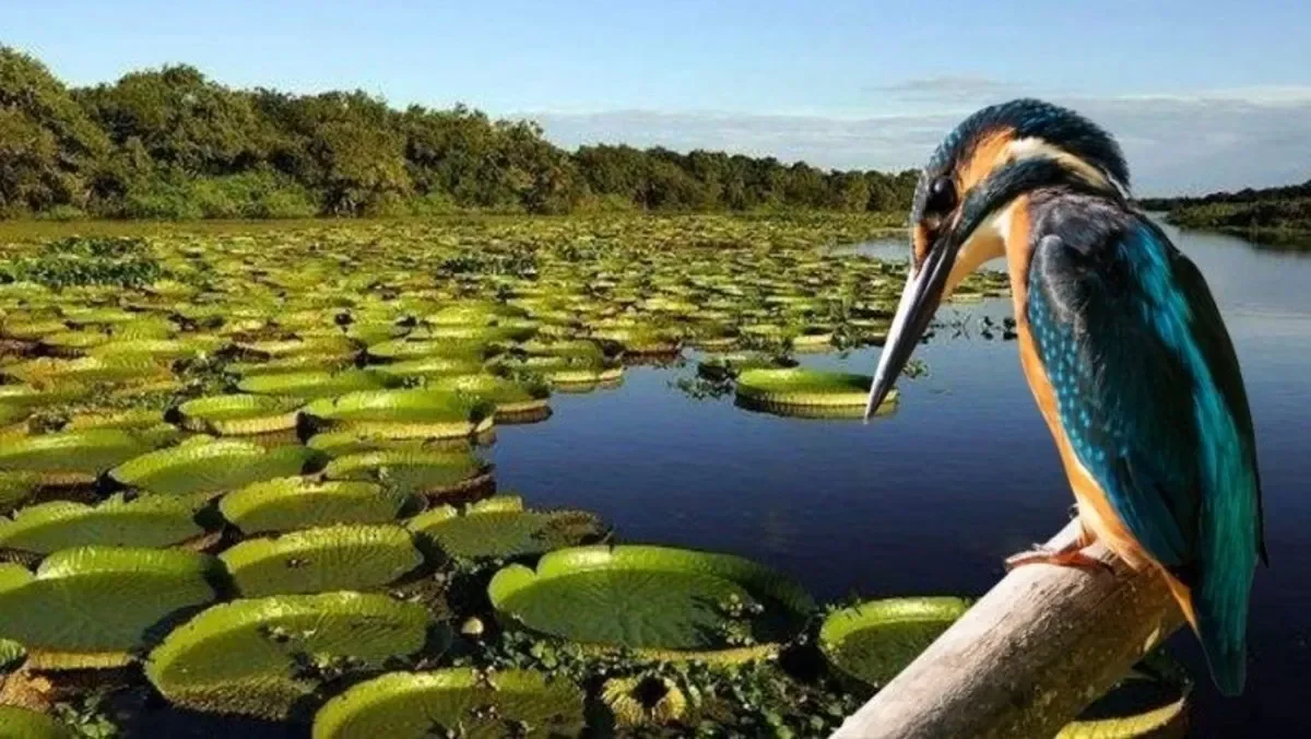 Esteros del Iberá, Argentine