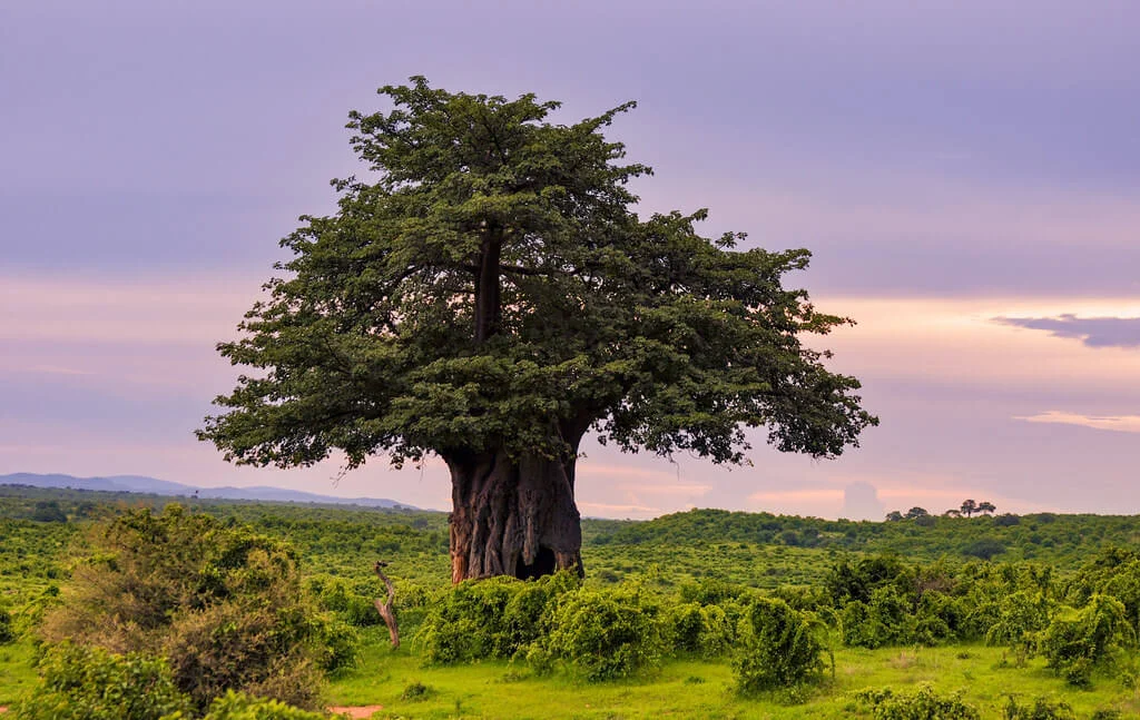 Parc national de Ruaha, Tanzanie