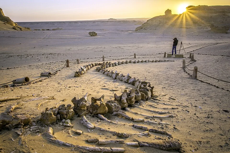 Ouadi Al-Hitan, Égypte