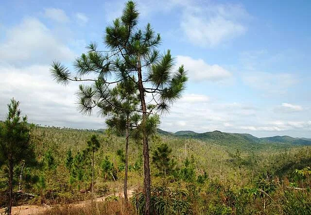 Réserve forestière Mountain Pine Ridge, Belize