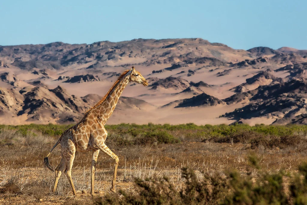 Hoanib River, Namibie