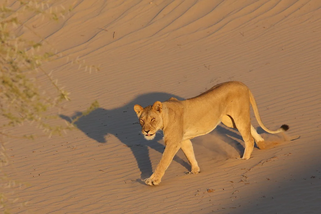 Hoanib River, Namibie