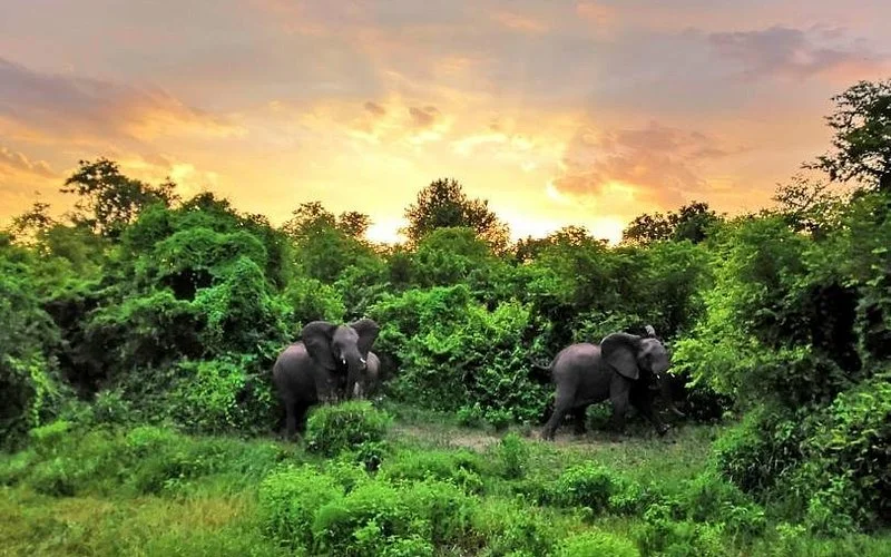 Réserve faunique de Majete, Malawi