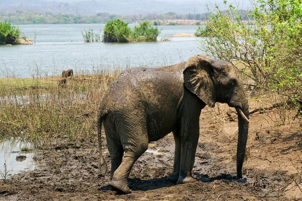 Réserve faunique de Majete, Malawi