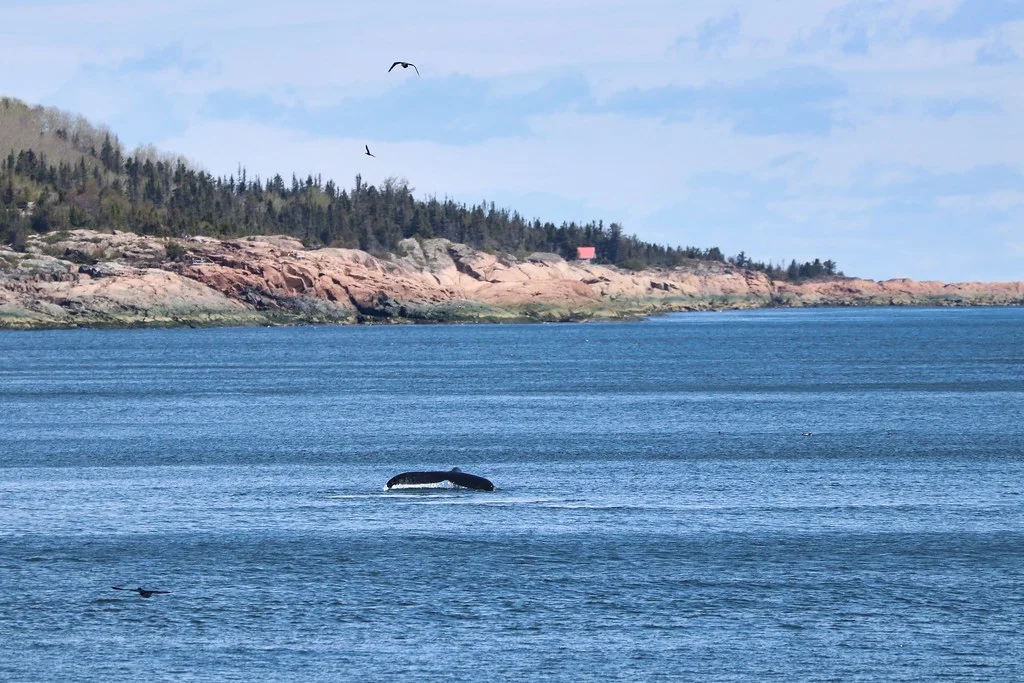 Parc marin du Saguenay–Saint-Laurent, Canada