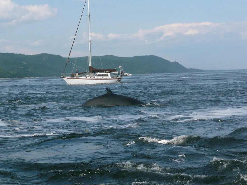 Parc marin du Saguenay–Saint-Laurent, Canada
