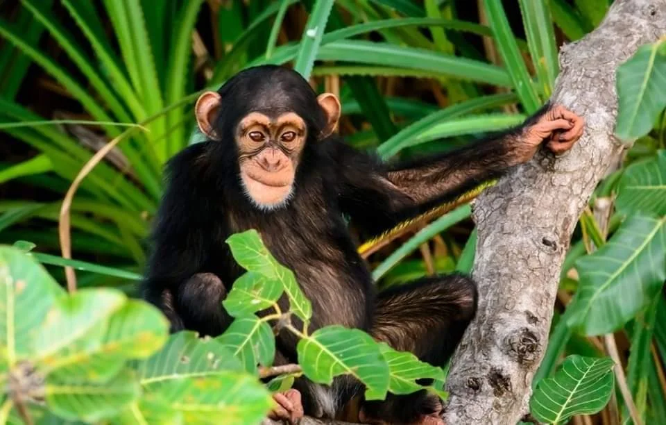 Baboon Island, Gambie