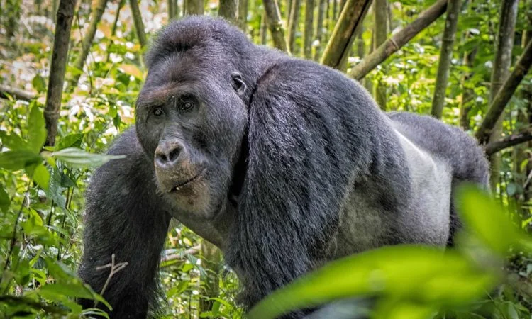Parc national de Kahuzi-Biega, République démocratique du Congo, République démocratique du Congo, République démocratique du Congo