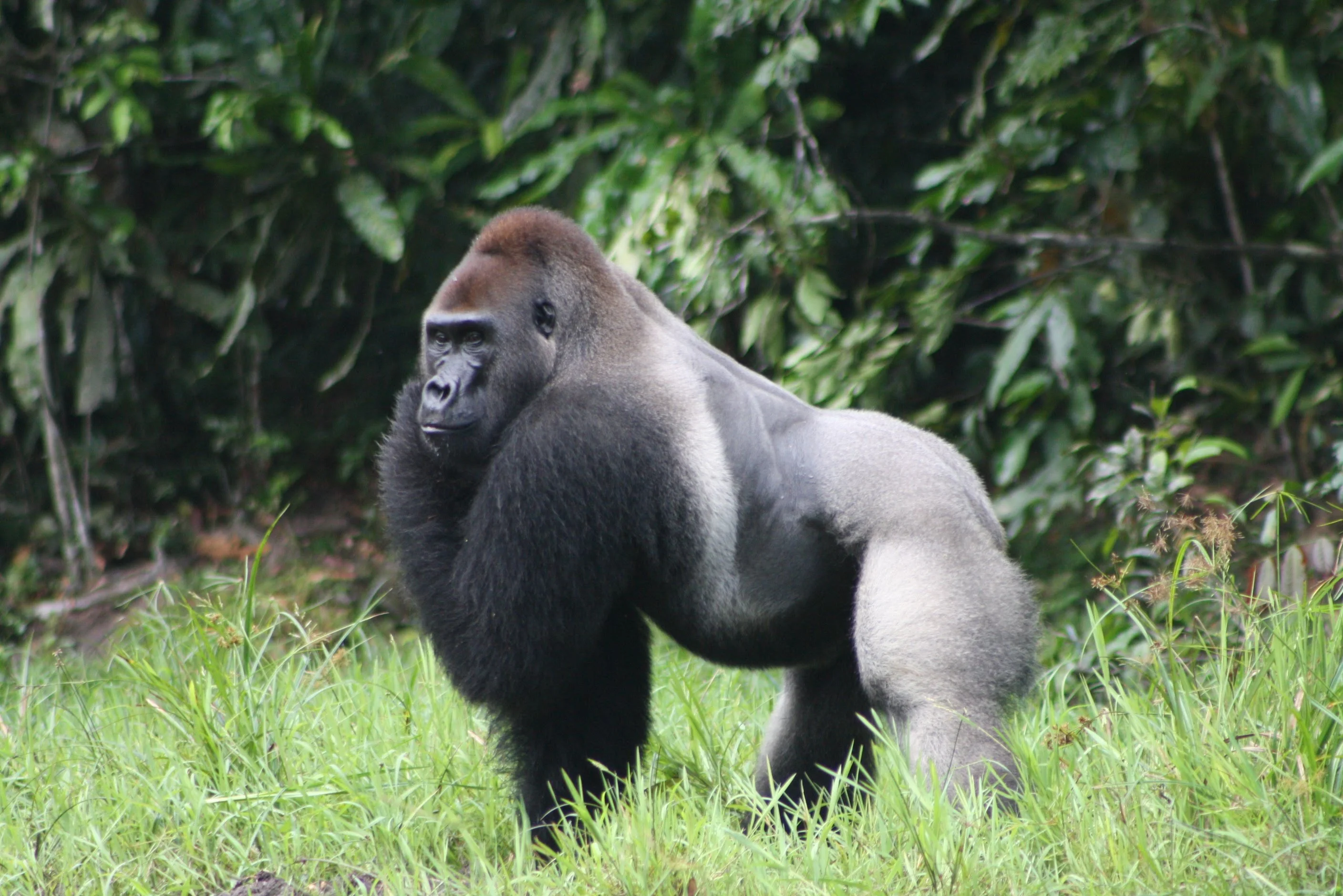 Parc national de Kahuzi-Biega, République démocratique du Congo, République démocratique du Congo, République démocratique du Congo