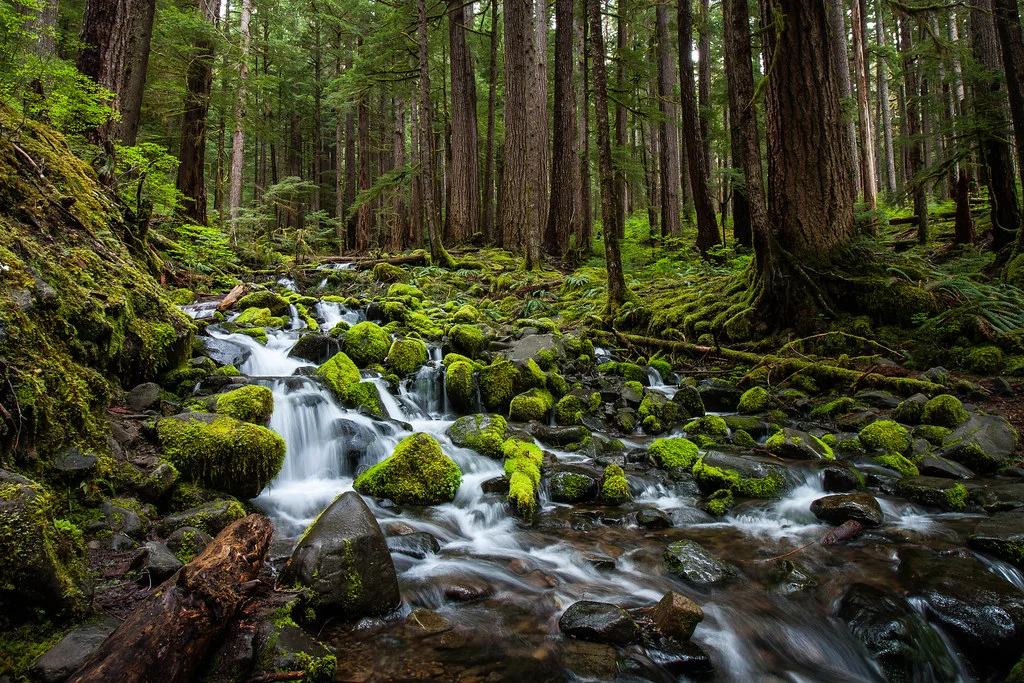Sol Duc Valley, États-Unis