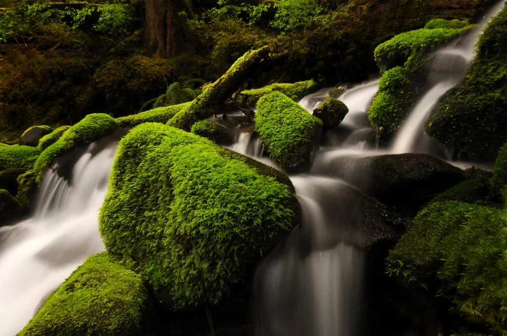 Sol Duc Valley, États-Unis