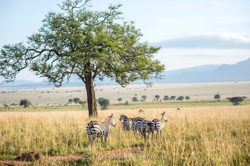 Parc national Kidepo Valley, Ouganda