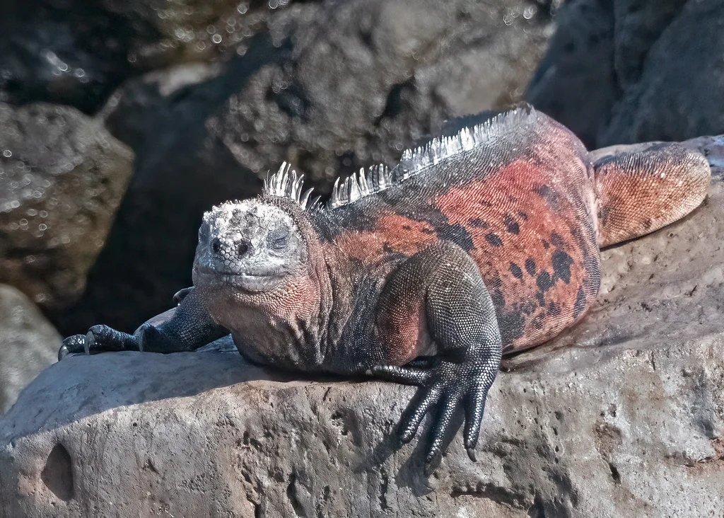 Île Floreana, Équateur, Îles Galápagos