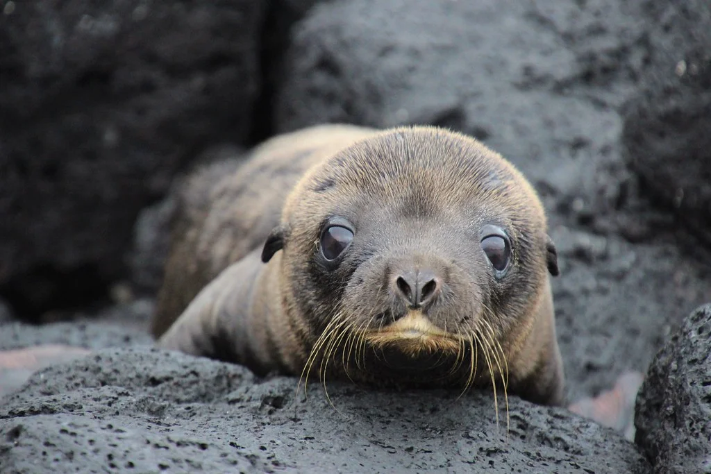 Île Floreana, Équateur, Îles Galápagos