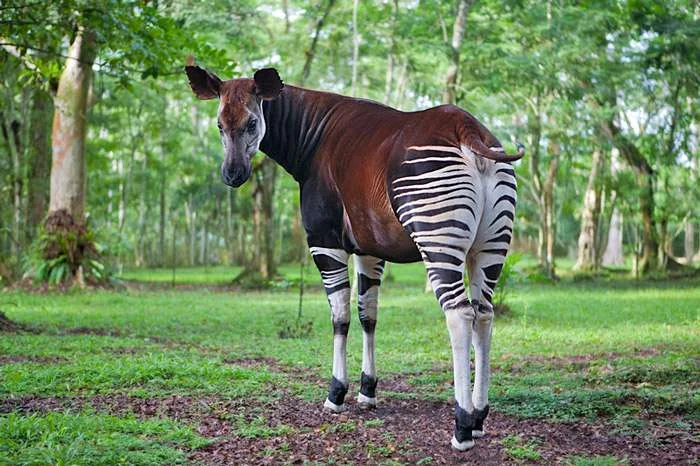 Parc national de la Maiko, République démocratique du Congo